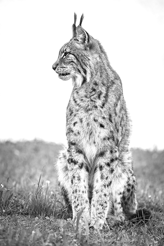 Canada Lynx (Lynx Canadensis) Sits On Grass Looking Sideways, Cabarceno, Cantabria, Spain