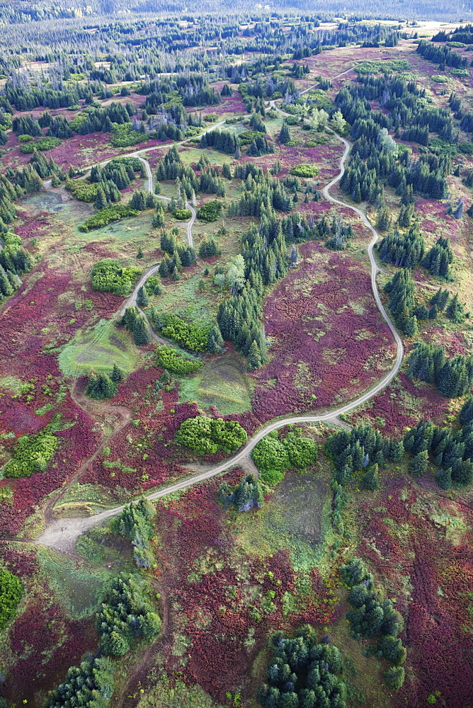 Aerial View Of A Road And Land Development Among Trees And Fireweed (Chamaenerion Angustifolium) On Kenai Peninsula, Alaska, United States Of America