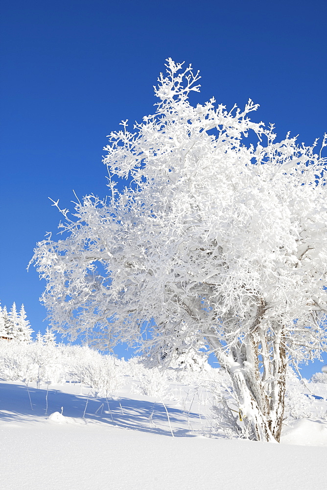 A Tree Covered In Hoarfrost With Snow On The Ground Against A Bright Blue Sky, Alaska, United States Of America