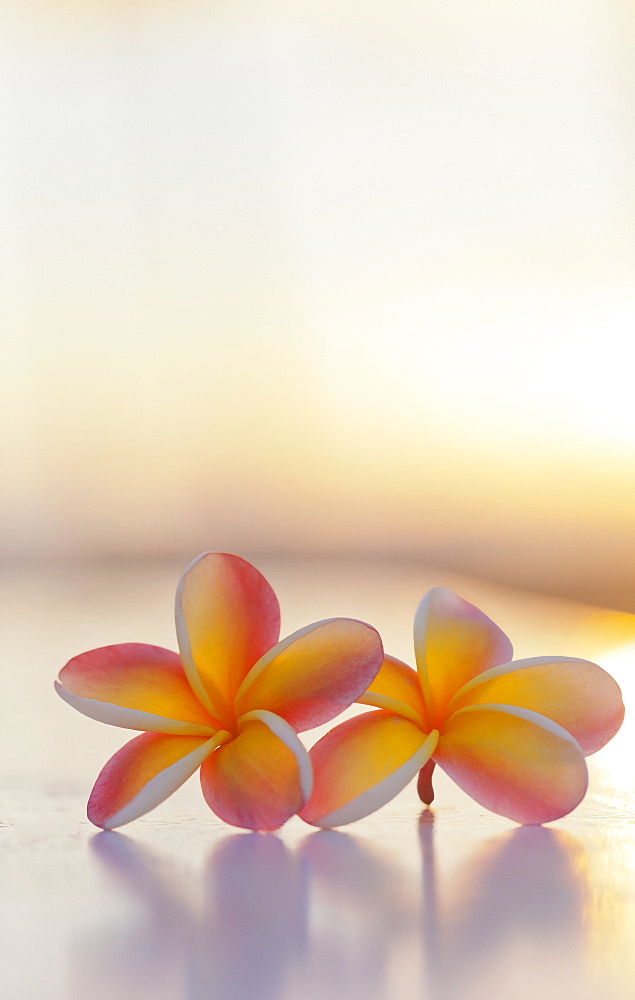 Close-Up Of A Pair Of Beautiful Yellow And Pink Plumeria Flowers (Apocynaceae) With Sunset Lighting The Background, Honolulu, Oahu, Hawaii, United States Of America