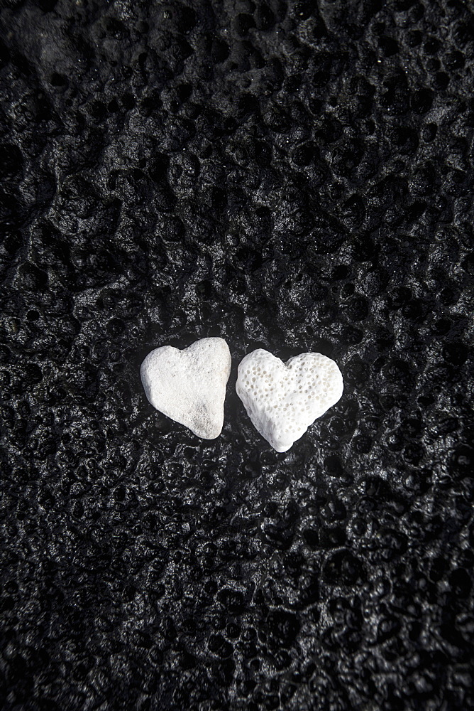 Two White Coral Heart Shaped Rocks Placed Together On A Wet Lava Rock Near The Ocean, Honolulu, Oahu, Hawaii, United States Of America