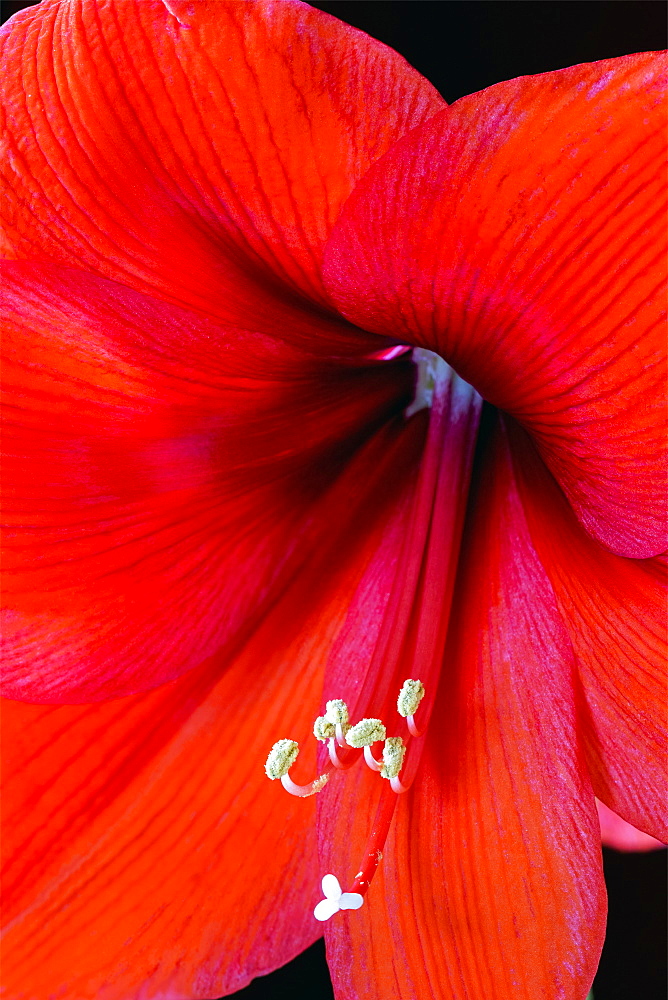 Extreme Close-Up Of A Colourful Lily's Stamen And Pistons, Calgary, Alberta, Canada