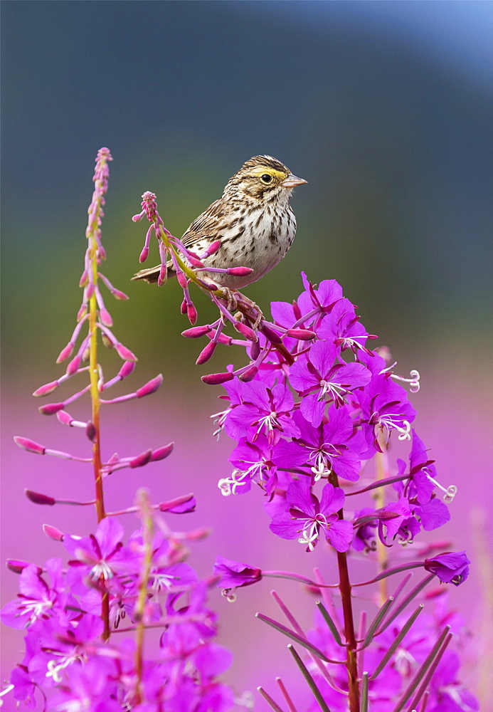 A Sparrow Perches On The Top Of Fireweed (Chamerion Angustifolium), Mendenhall Wetlands, Juneau, Alaska, United States Of America