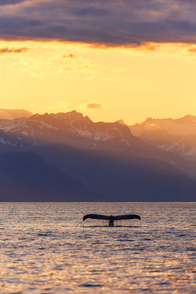 Fluke Of A Humpback Whale (Megaptera Novaeangliae) At Sunset, Lynn Canal, With The Chilkat Mountains In The Background, Near Juneau, Alaska, United States Of America