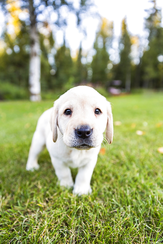 A Shy Young Labrador Puppy Walking On Green Grass Towards The Camera, Anchorage, Alaska, United States Of America