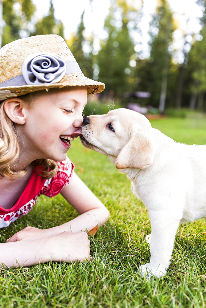 A Smiling Young Girl Wearing A Sundress And Hat Has Her Nose Licked By A Young Labrador Puppy, Anchorage, Alaska, United States Of America