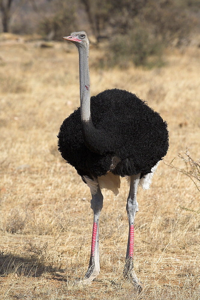 Samburu National Reserve, Kenya; Blue Necked Ostrich (Struthio Camelus Molybdophanes)