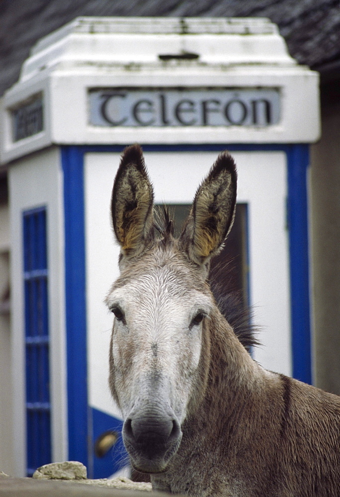 Donkey By Telephone Booth; Glenbeigh, County Kerry, Ireland