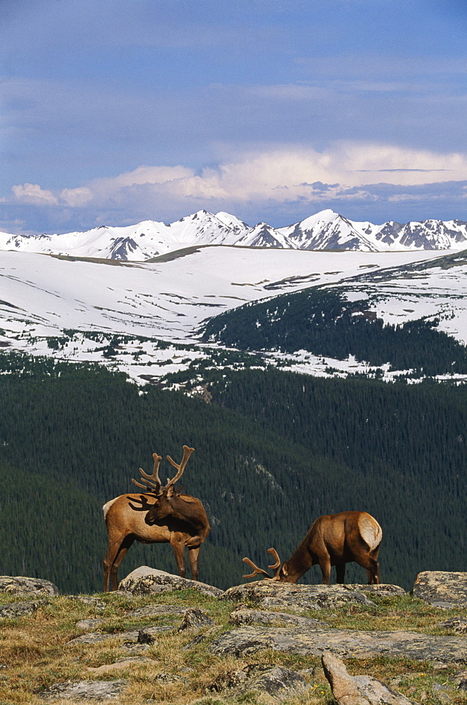 Young Bull Elk Against Never Summer Mountains, Rocky Mountain National Park, Colorado, Usa