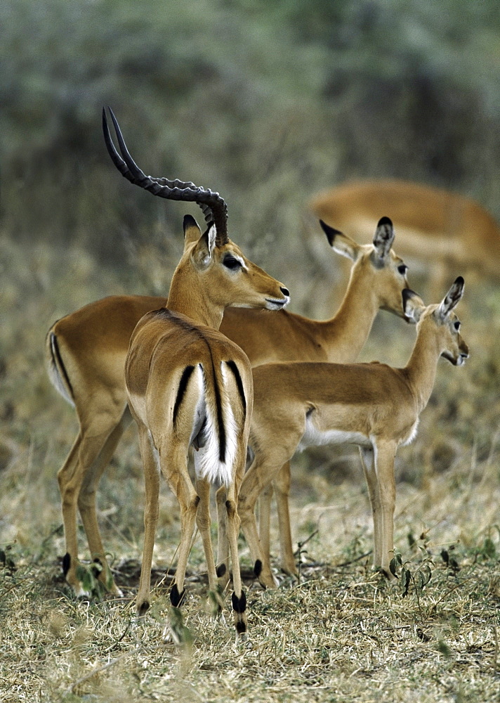 Impala Buck Guards His Harem, Serengeti National Park, Tanzania, East Africa