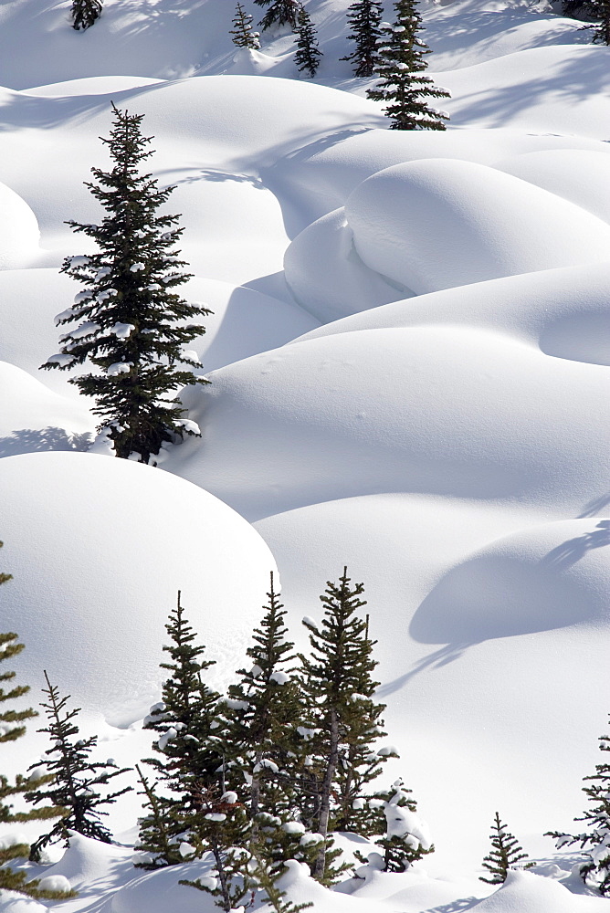 Banff National Park, Alberta, Canada; Trees In Snow Drifts At Lake Louise