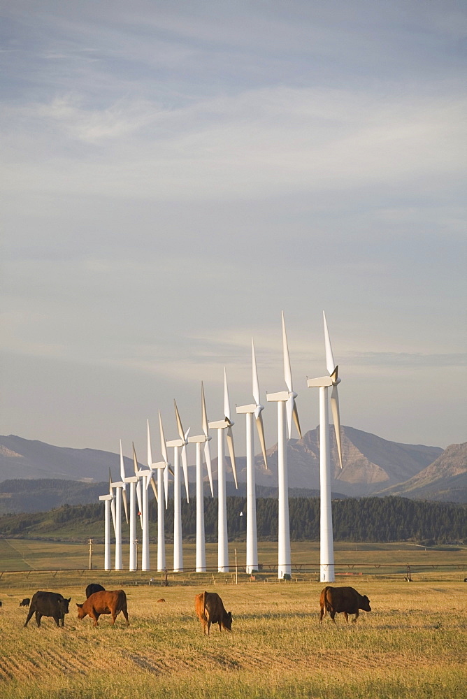 Pincher Creek, Alberta, Canada; Wind Turbines In A Row With Cattle In A Field And Mountains In The Background