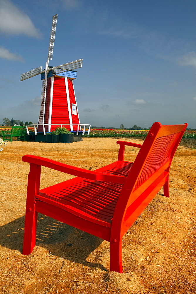 Woodburn, Oregon, United States Of America; A Windmill And Bench At The Tulip Fields