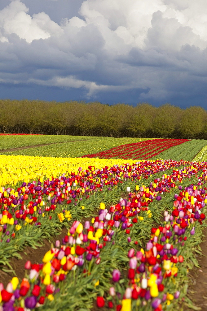 Woodburn, Oregon, United States Of America; Tulip Fields Under Storm Clouds