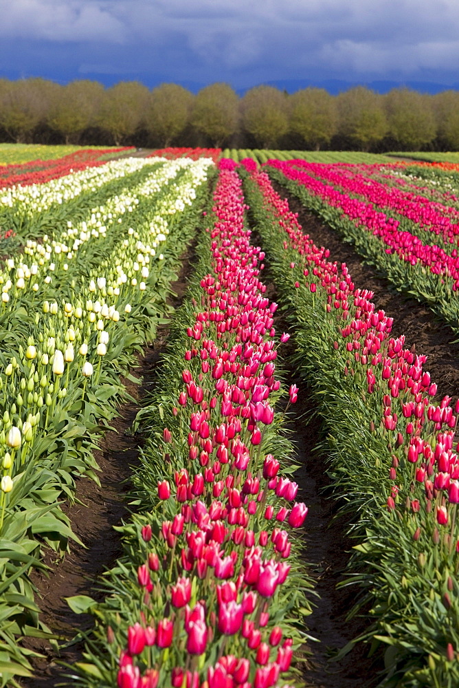 Woodburn, Oregon, United States Of America; Tulip Fields