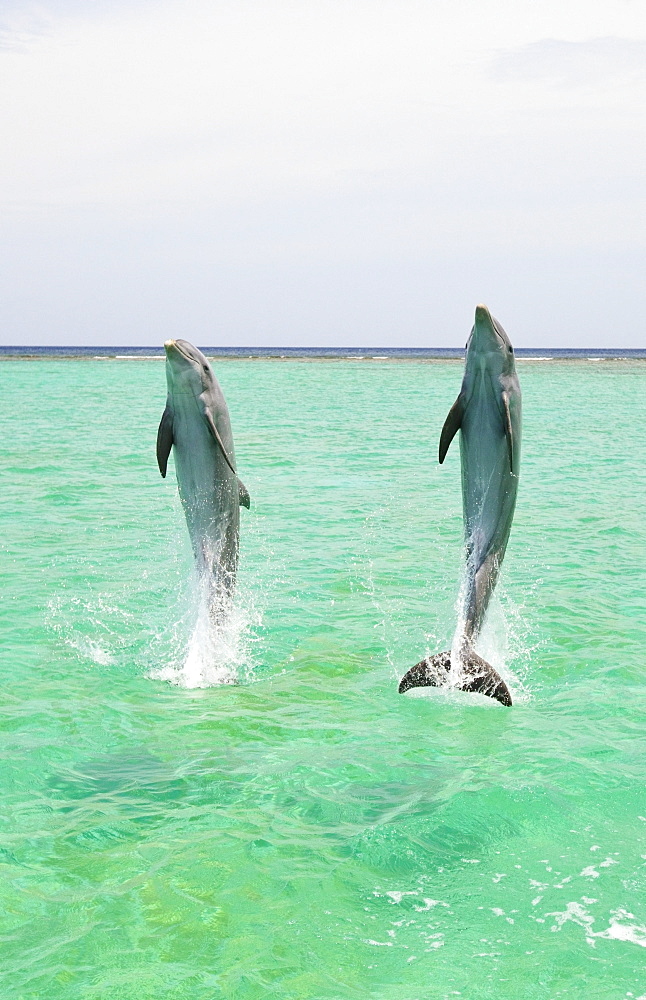 Roatan, Bay Islands, Honduras; Two Bottlenose Dolphins (Tursiops Truncatus) Jumping Out Of The Water At Anthony's Key Resort