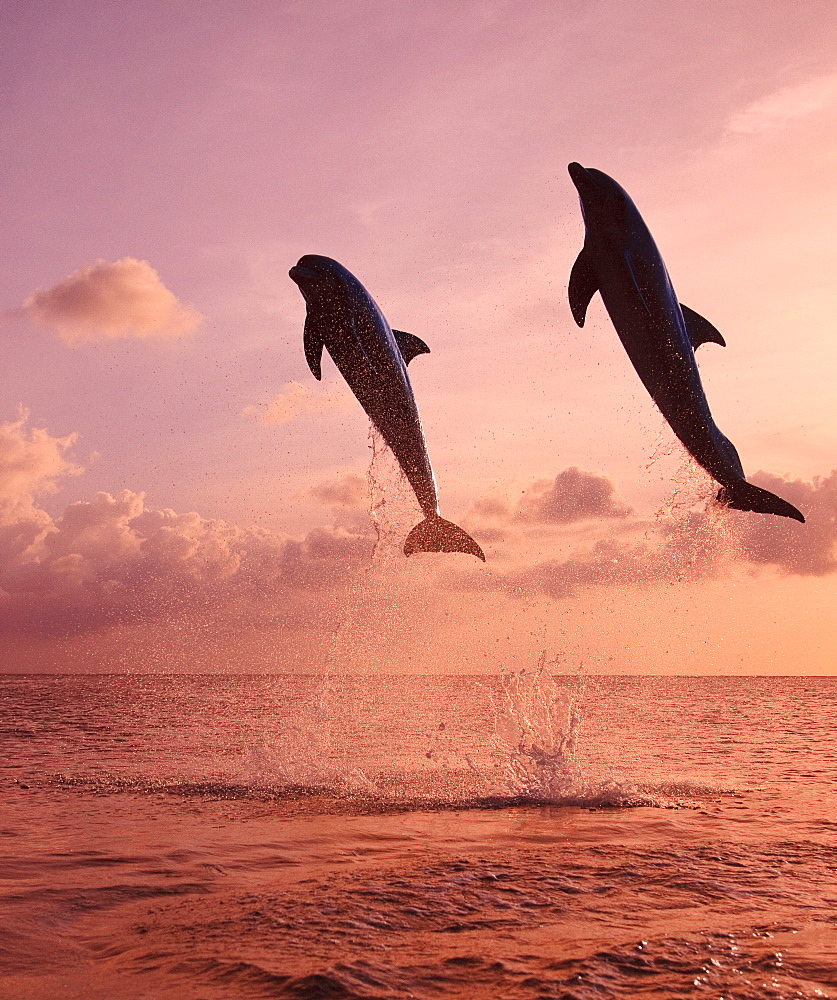 Roatan, Bay Islands, Honduras; Two Bottlenose Dolphins (Tursiops Truncatus) Jumping Out Of The Water At Anthony's Key Resort At Sunset