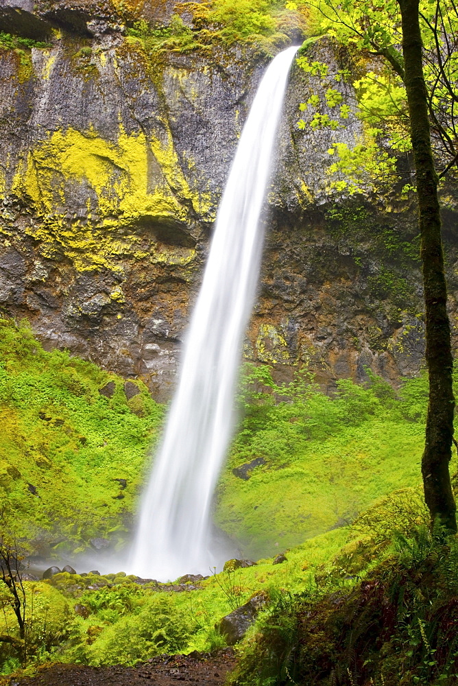 Elowah Falls In Columbia River Gorge National Scenic Area; Oregon, USA