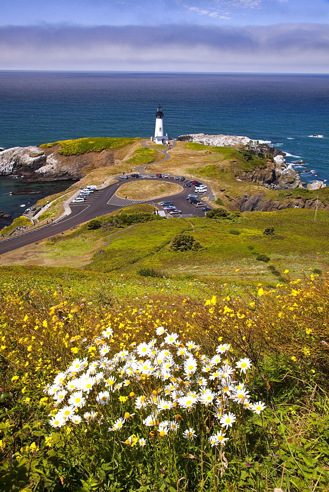 Wildflowers And Yaquina Head Lighthouse; Oregon, United States Of America