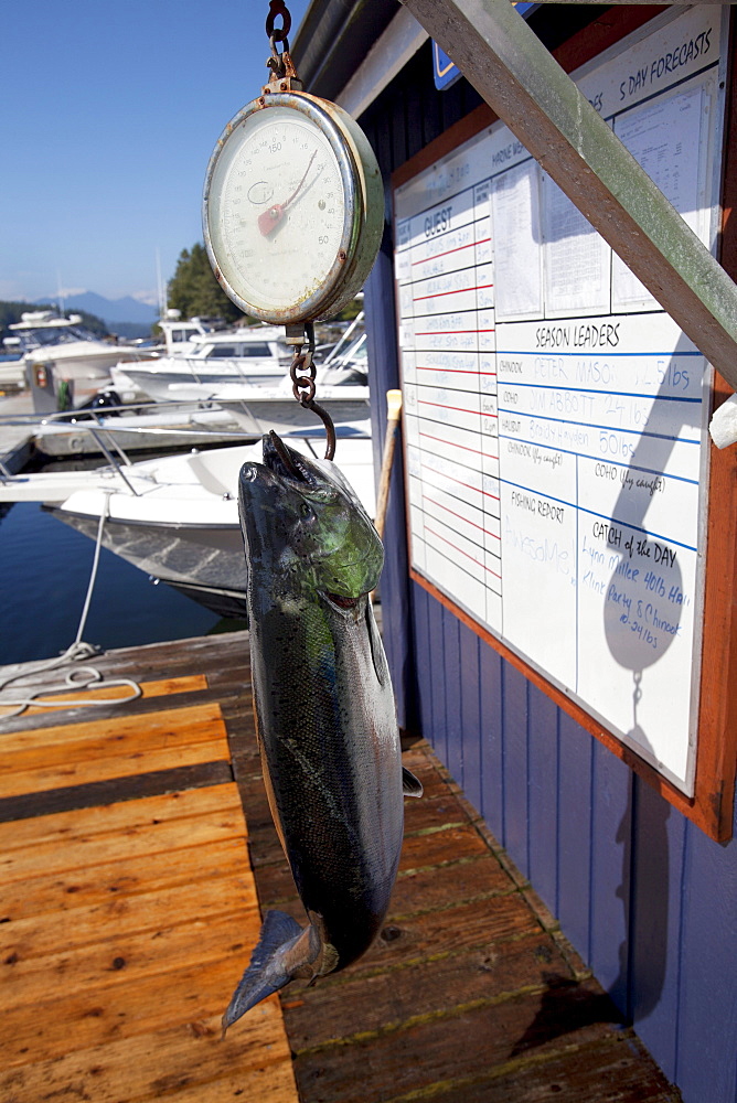 Large Fish Being Weighed On Dock At Weigh West Marine Resort; Tofino, Vancouver Island, British Columbia, Canada