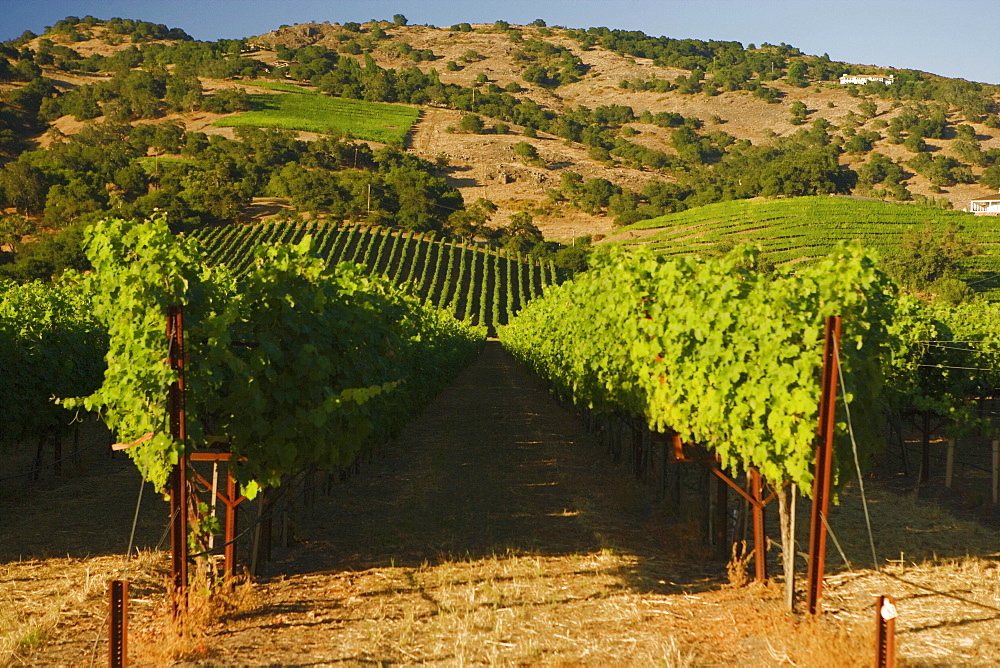 Panoramic view of a vineyard