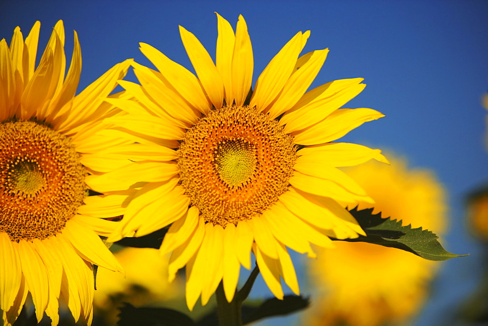 Close-up of sunflowers