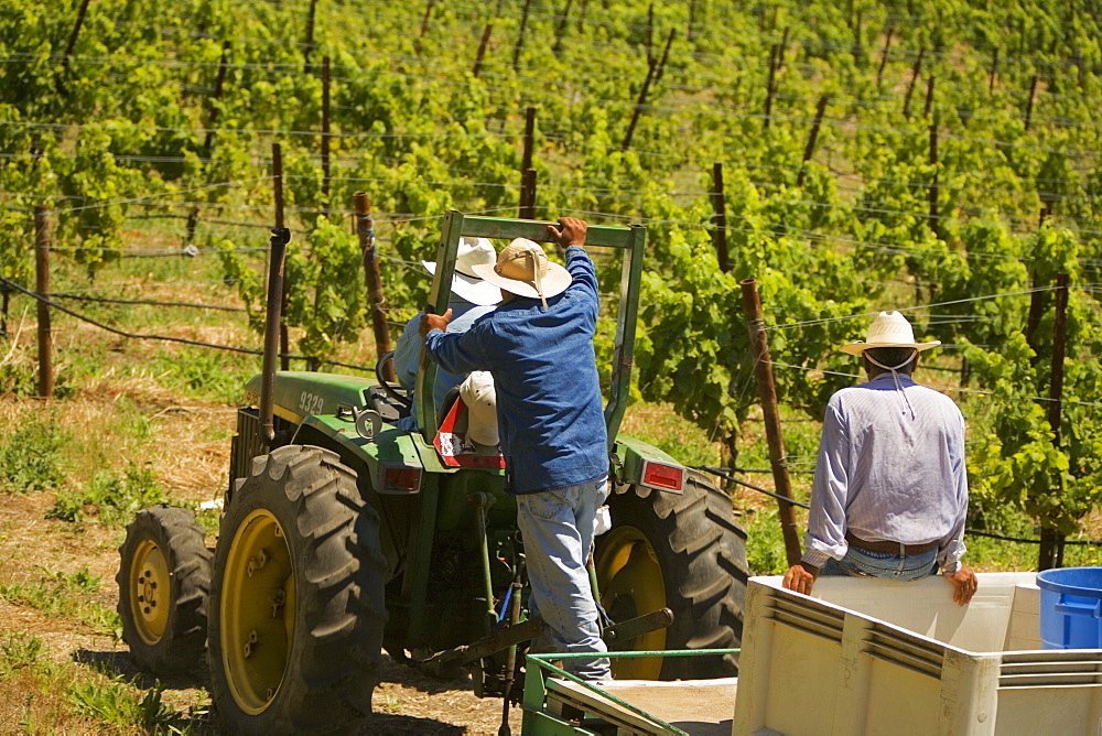 Rear view of three farmers on a tractor