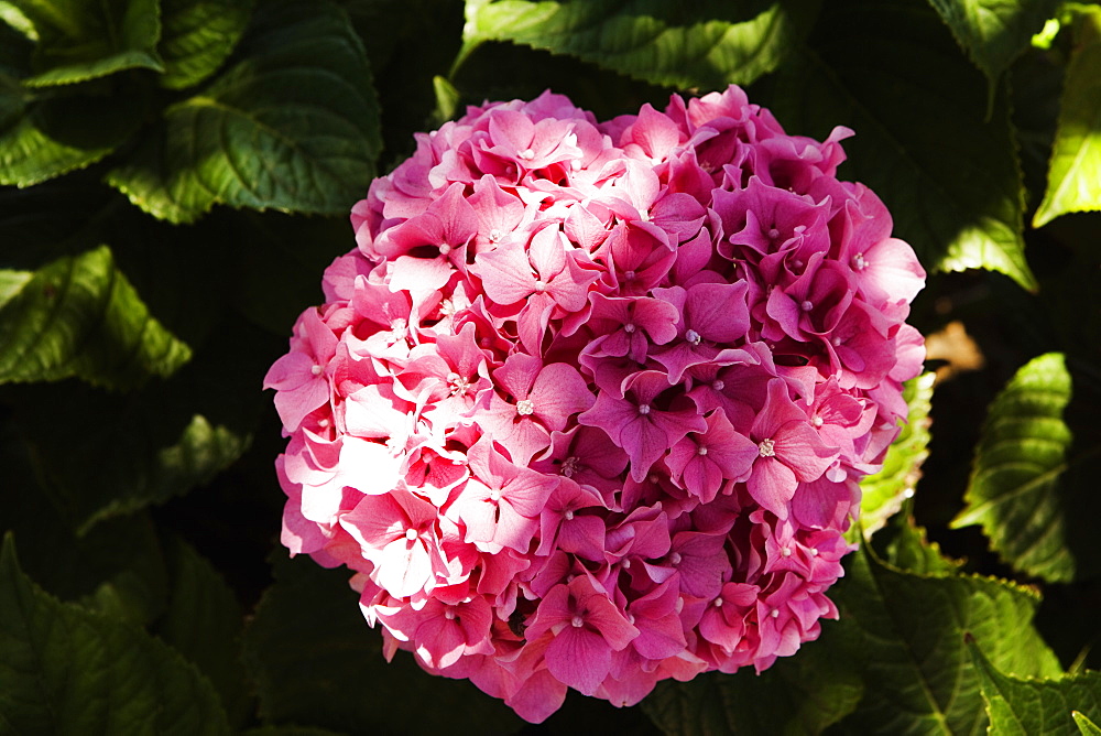 Close-up of a pink Hydrangea