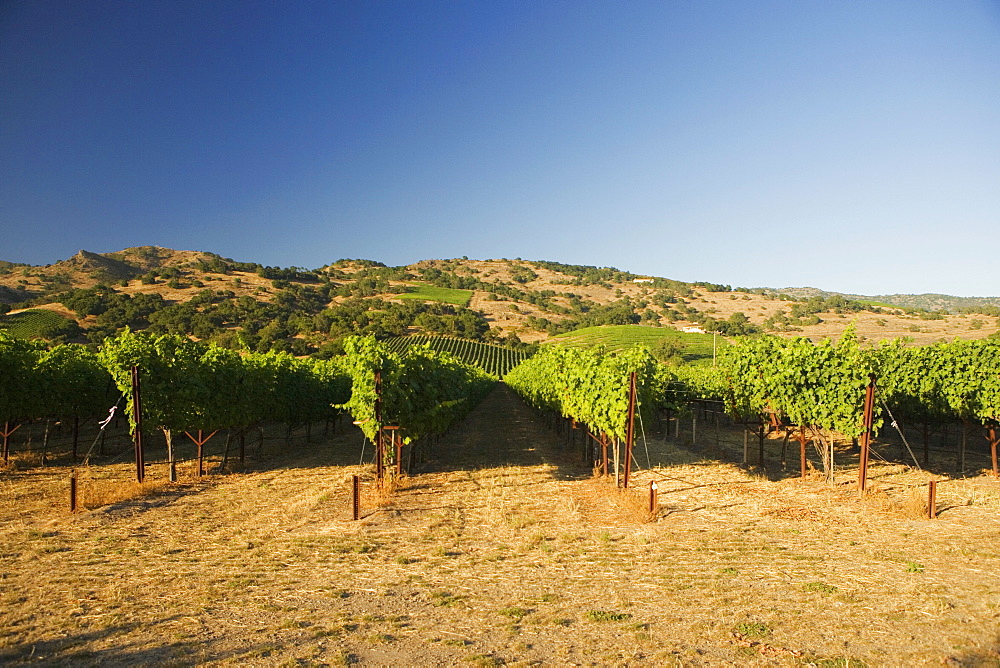 Panoramic view of a vineyard