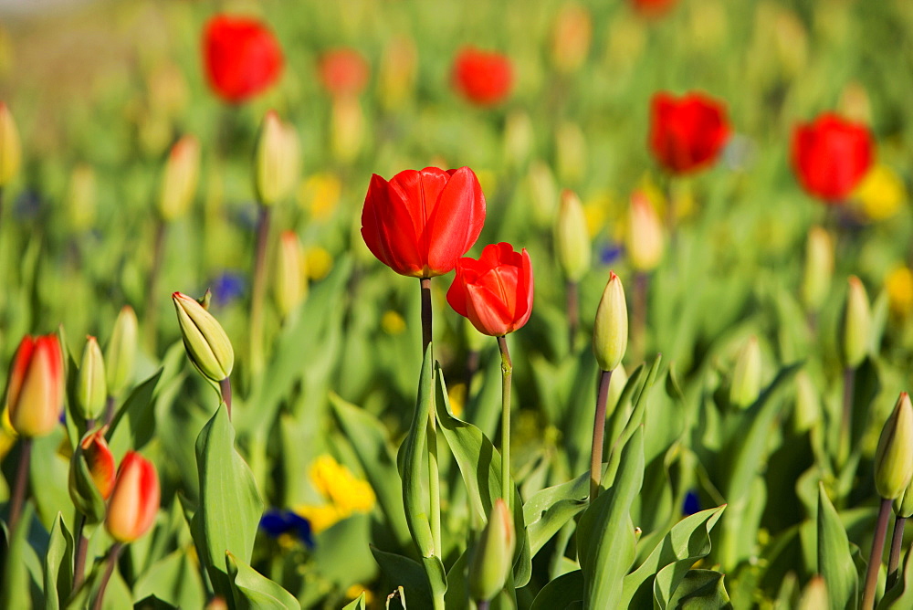 Close-up of red roses