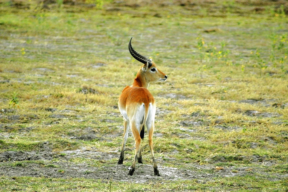 Red lechwe (Kobus leche) in a field, Okavango Delta, Botswana