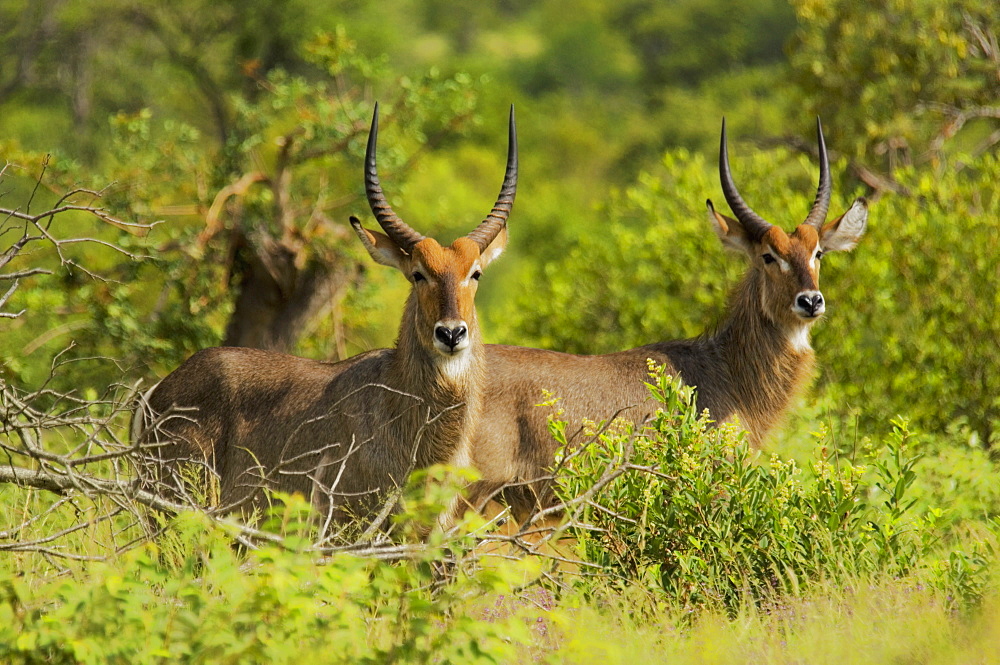 Two male waterbucks (Kobus ellipsiprymnus) in a forest, Motswari Game Reserve, South Africa