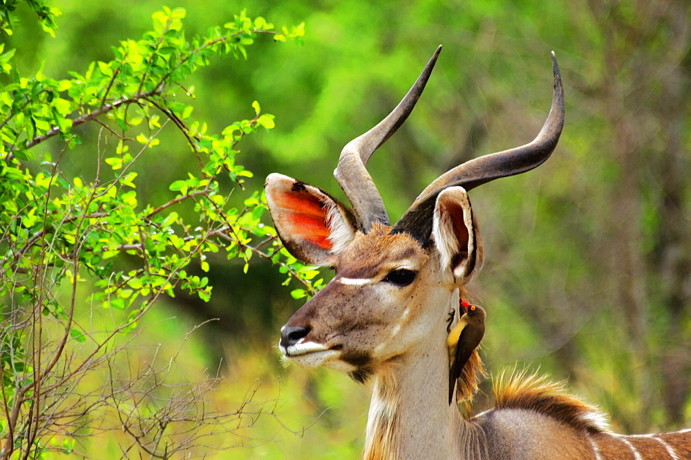 Oxpecker on the neck of a male Kudu (Tragelaphus strepsiceros), Kruger National Park, Mpumalanga Province, South Africa