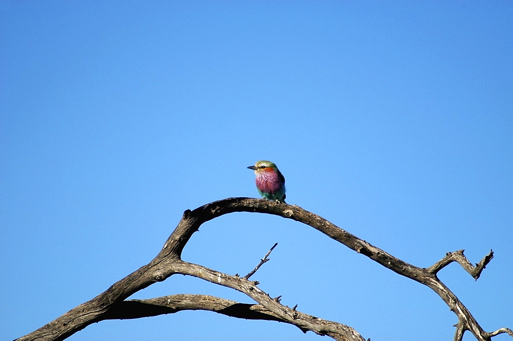 Low angle view of a Lilac-Breasted Roller (Coracias caudata) perching on a tree branch, Kalahari Desert, Botswana