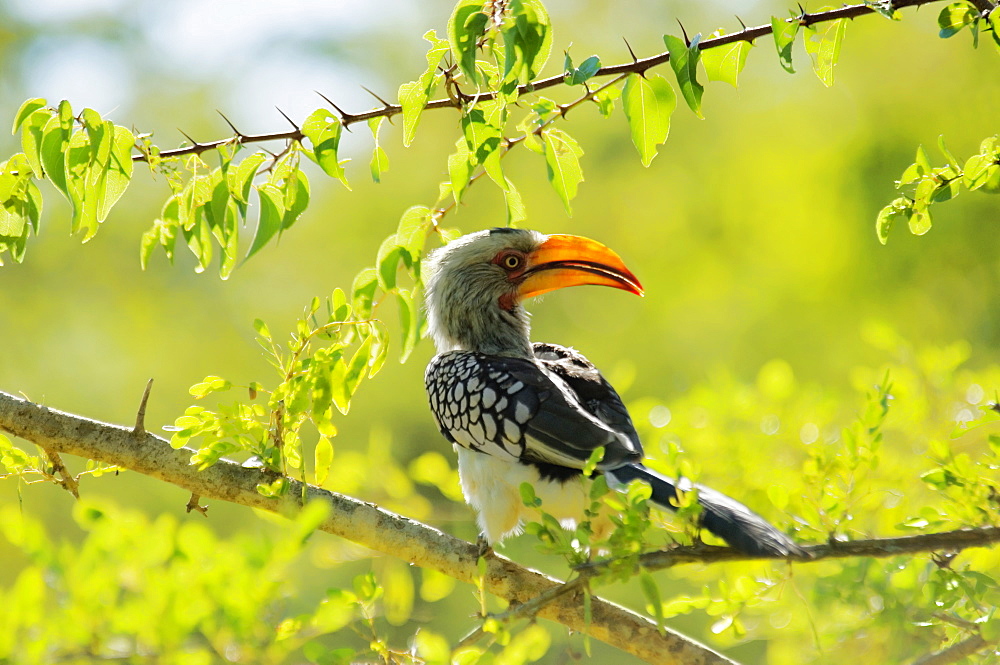 Close-up of a Southern Yellow-Billed hornbill (Tockus leucomelas) perching on the branch of a tree, Makalali Game Reserve, South Africa