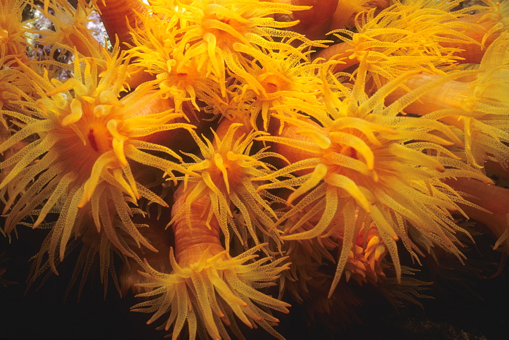 Close-up of Orange Cup Coral (Tubastraea Coccinea) underwater, Bonaire, Netherlands Antilles