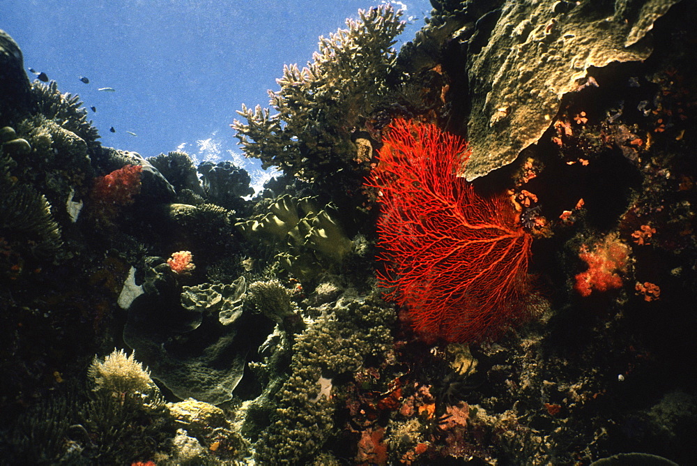 Gorgonian Sea Fan (Subergorgia mollis) underwater, Palau