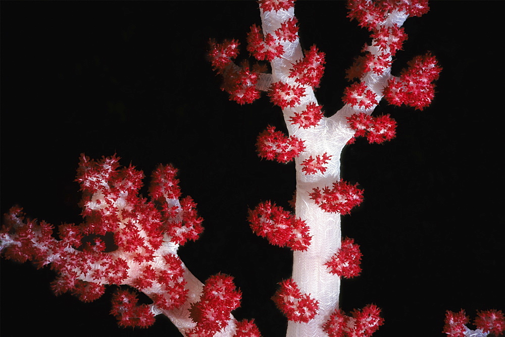 Close-up of Polyp Corals underwater, Sipadan, Malaysia