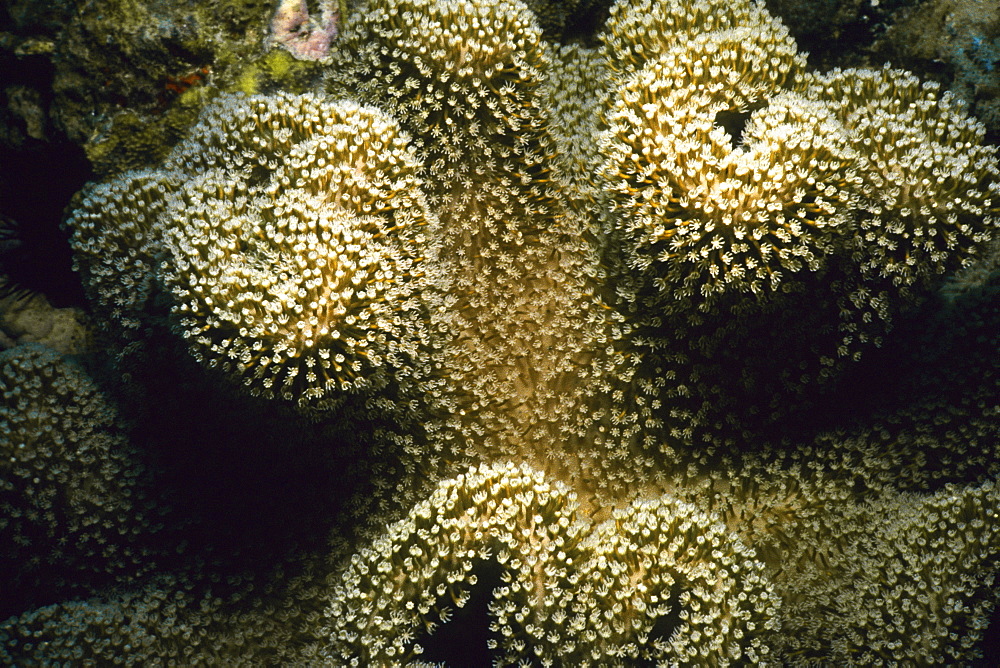 Close-up of Soft Coral underwater, Pemba Channel, Tanzania