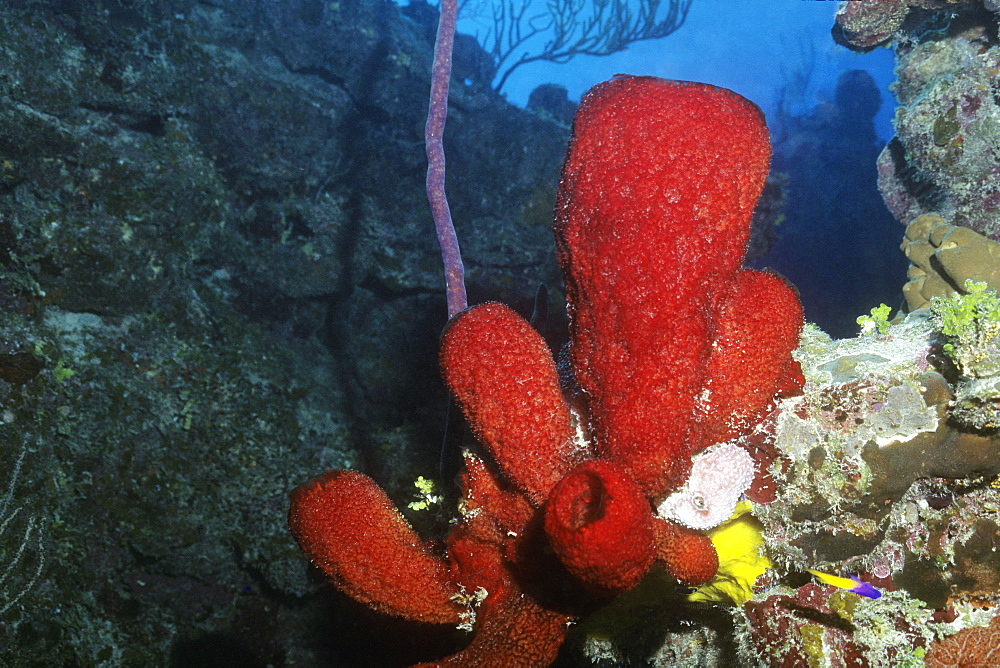 Close-up of Strawberry Vase Sponge underwater, Cayman Islands, West Indies