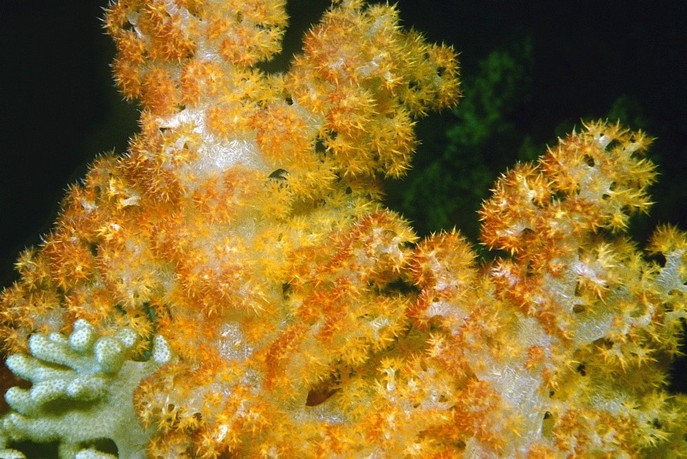 Close-up of golden soft coral underwater, Fiji