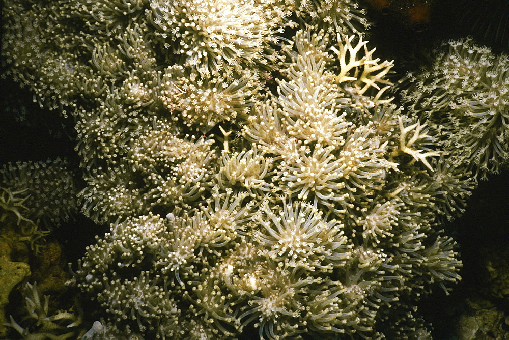 Close-up of golden soft coral, Pemba Channel, Tanzania