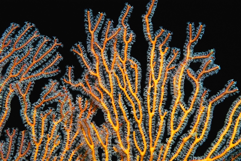 Close-up of a Gorgonian Sea Fan (Subergorgia mollis) underwater, Milne Bay, Papua New Guinea