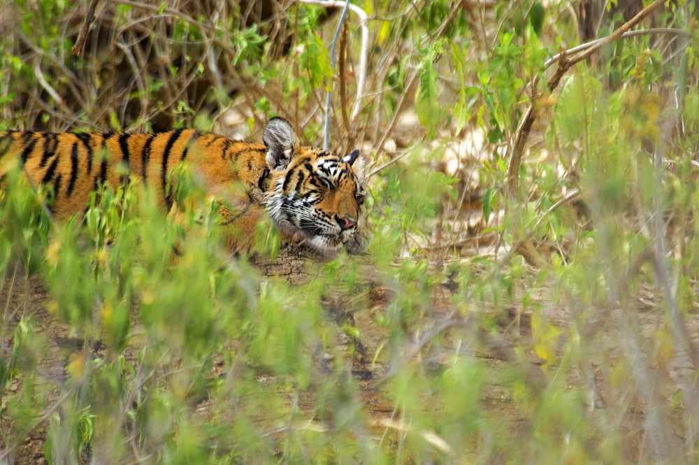 Tiger (Panthera tigris) cub sleeping in a forest, Ranthambore National Park, Rajasthan, India