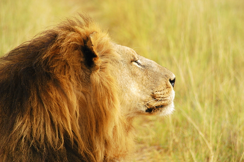 Close-up of a lion (Panthera leo), Okavango Delta, Botswana