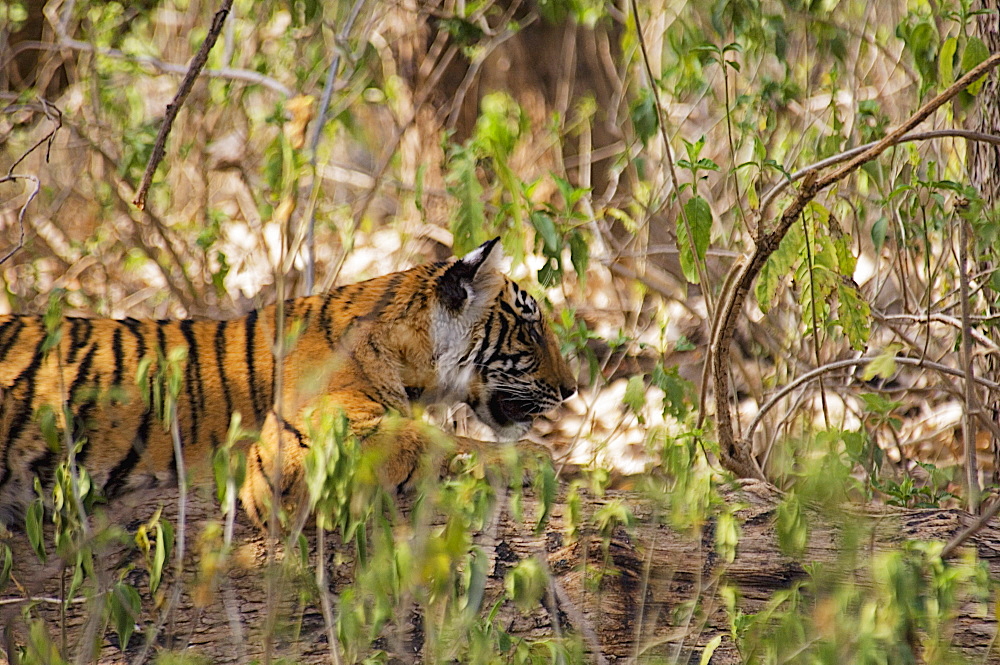 Tiger (Panthera tigris) cub sleeping in a forest, Ranthambore National Park, Rajasthan, India