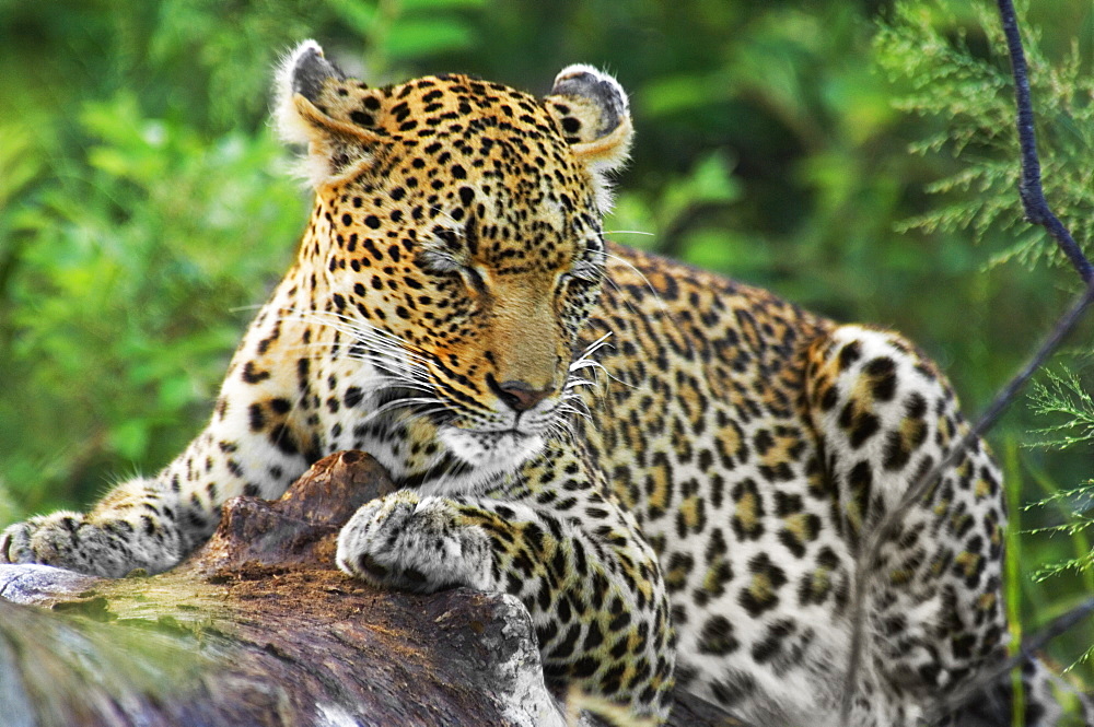 Leopard (Panthera pardus) resting on a tree in a forest, Motswari Game Reserve, Timbavati Private Game Reserve, Kruger National Park, Limpopo, South Africa