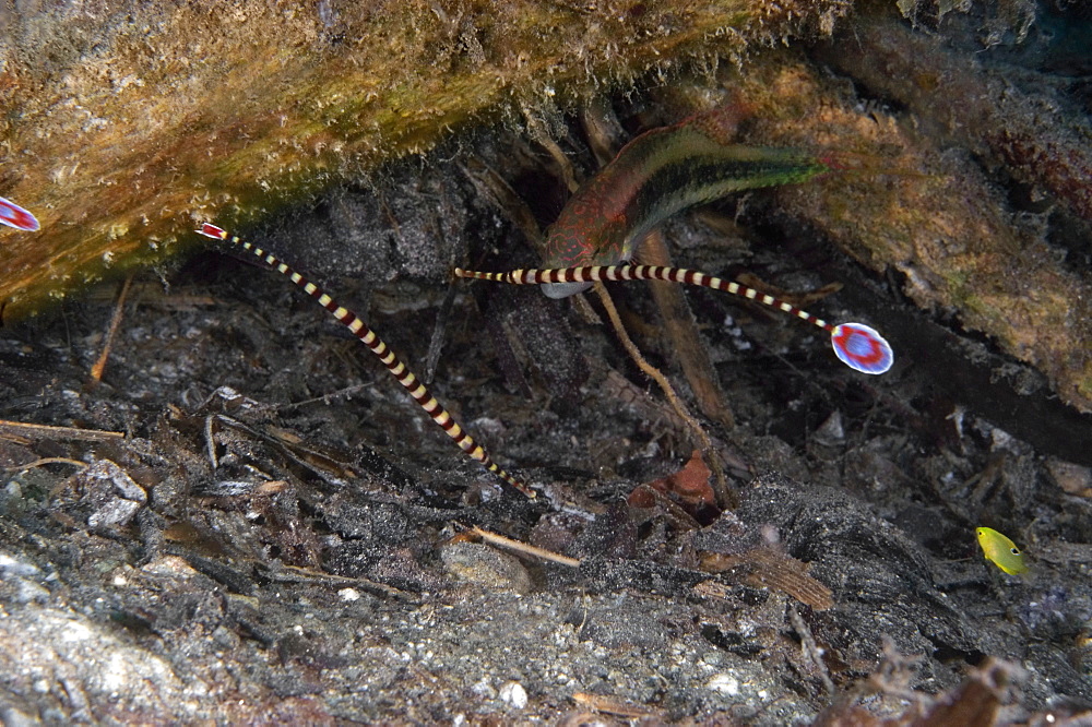 Ringed Pipefishes (Doryrhamphus dactyliophorus) swimming underwater, Papua New Guinea