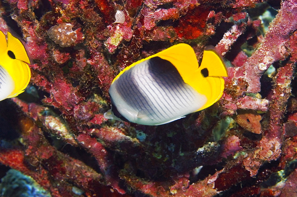 Two Saddleback butterflyfish (Chaetodon ephippium) swimming underwater, Papua New Guinea