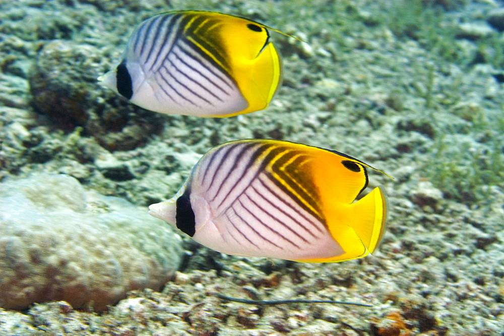 Two Threadfin butterflyfish (Chaetodon auriga) swimming underwater, Papua New Guinea